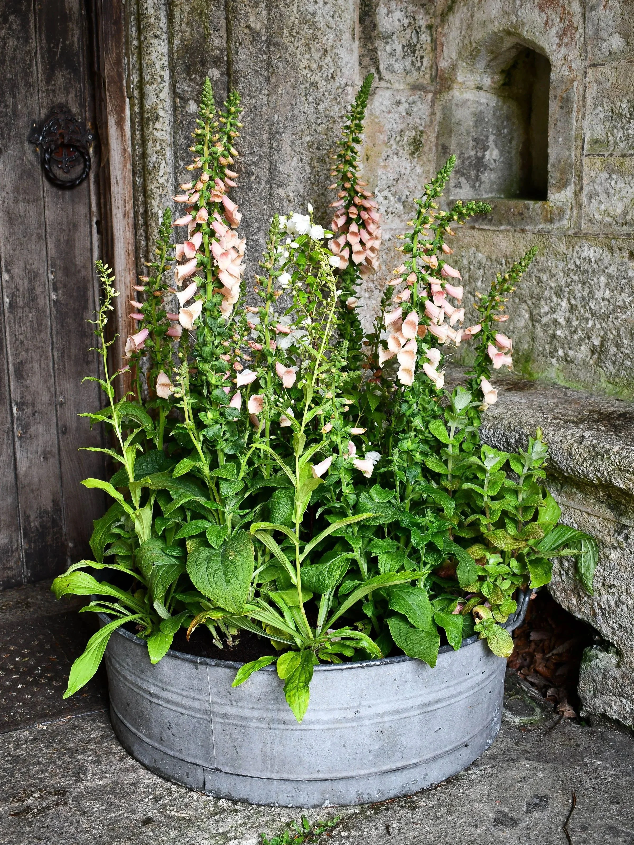 Pink and white foxglove flowers in a large gray metal planter outside against a stone wall and wooden door.