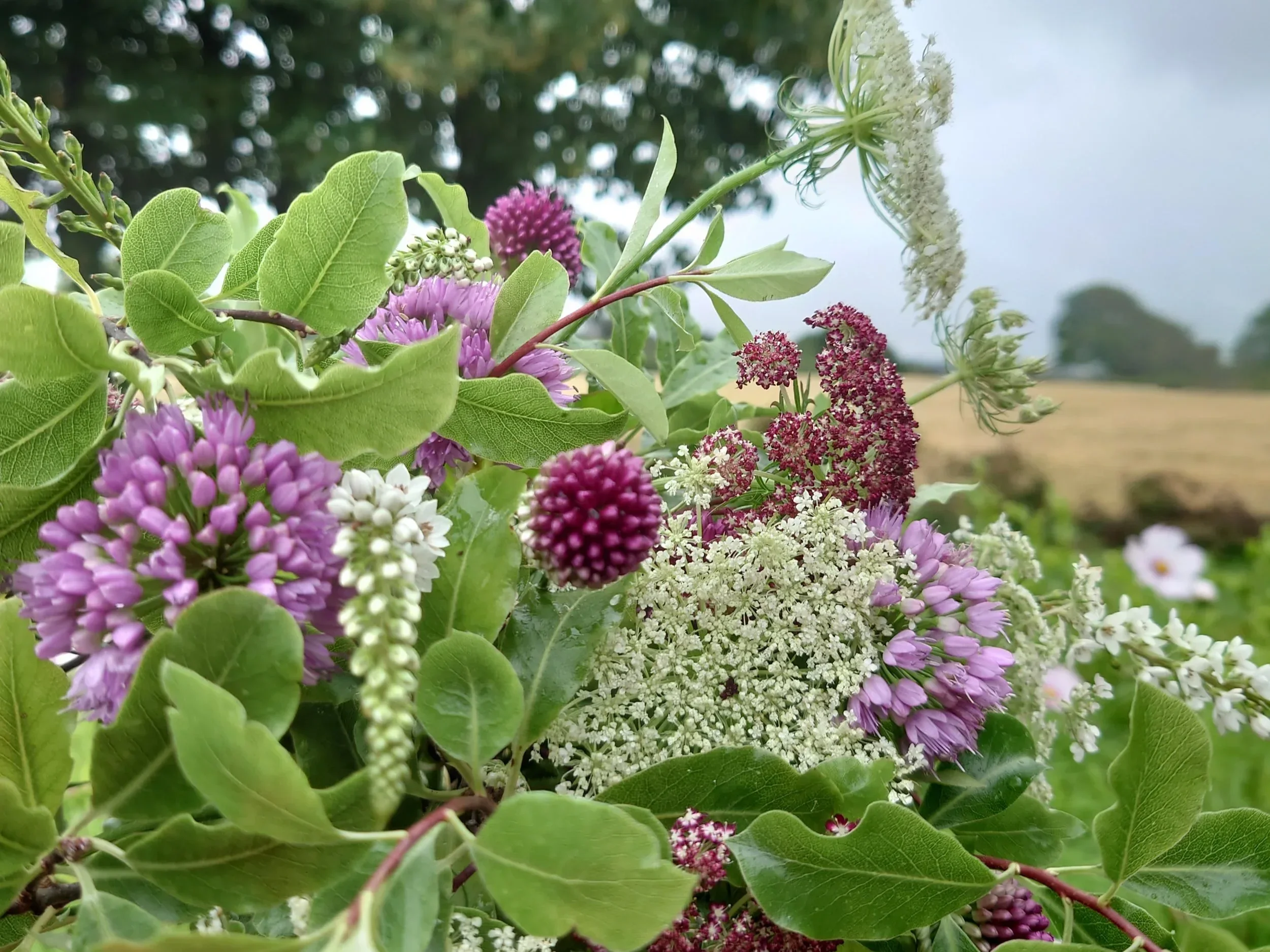 Close-up of various colorful flowers and green leaves outdoors with a cloudy sky and distant landscape in the background.