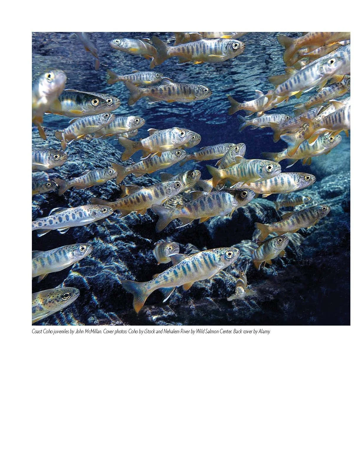 Nehalem-SAP-Coho-Salmon-Recovery-no-appendices_Page_002.jpg