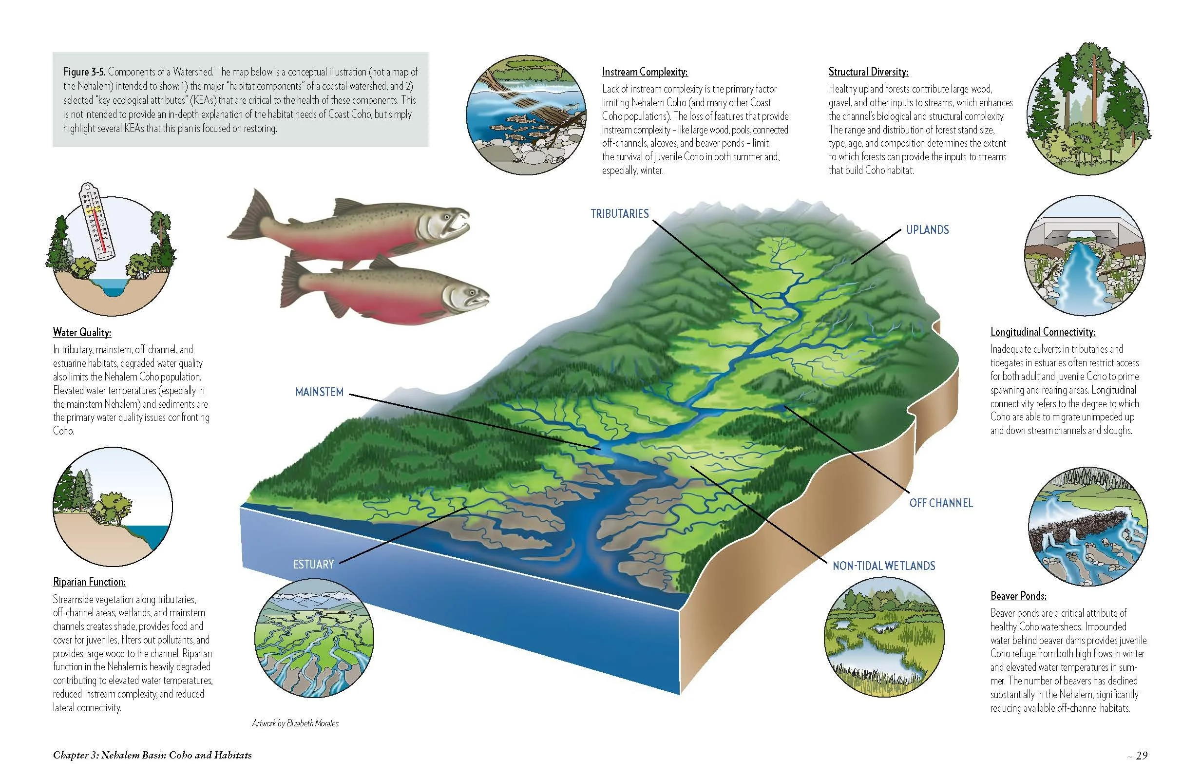 Nehalem-SAP-Coho-Salmon-Recovery-no-appendices_Page_039.jpg