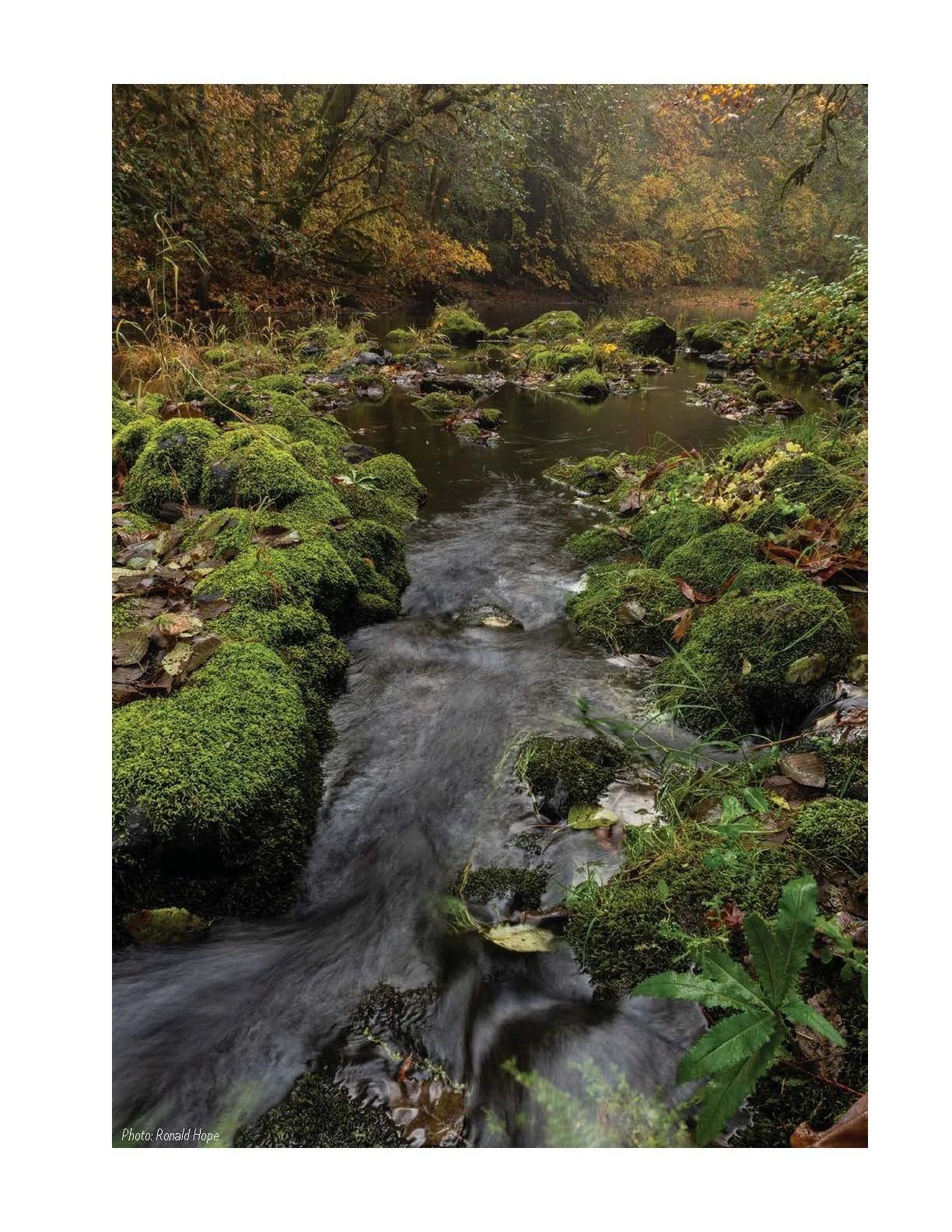 Nehalem-SAP-Coho-Salmon-Recovery-no-appendices_Page_107.jpg