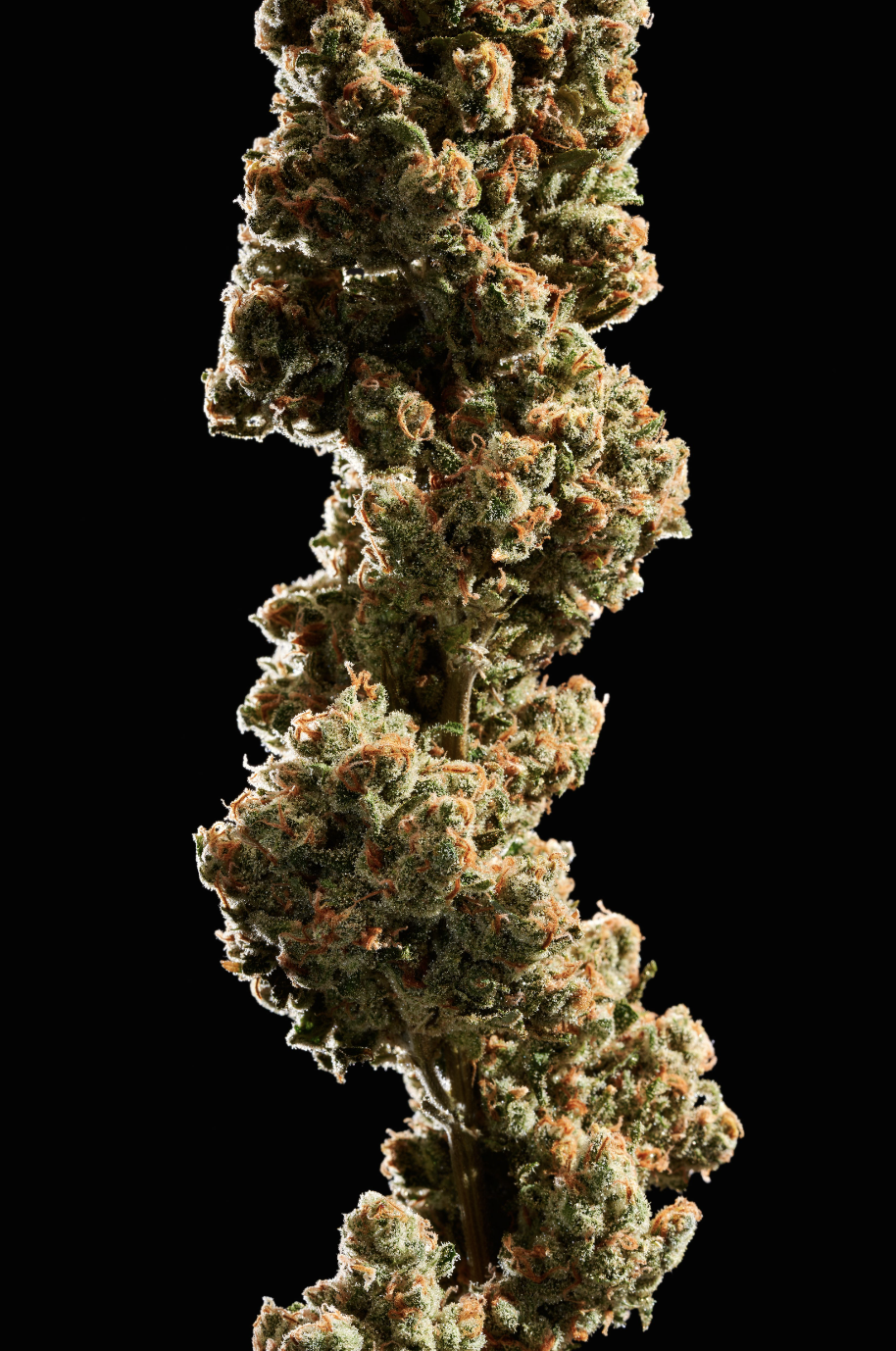 Screen Shot 2024-02-02 at 2.22.43 PM.png