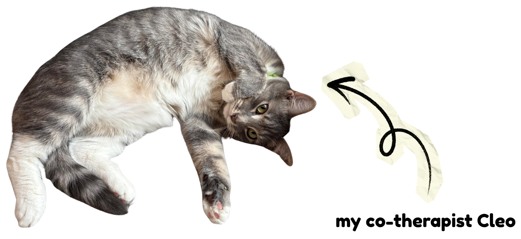 My co-therapist (my gray and white tabby cat) Cleo stretches out, ready to join us for a virtual session.