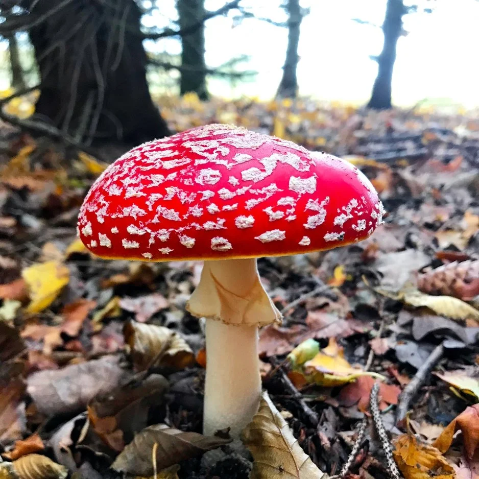 THE RED ONE