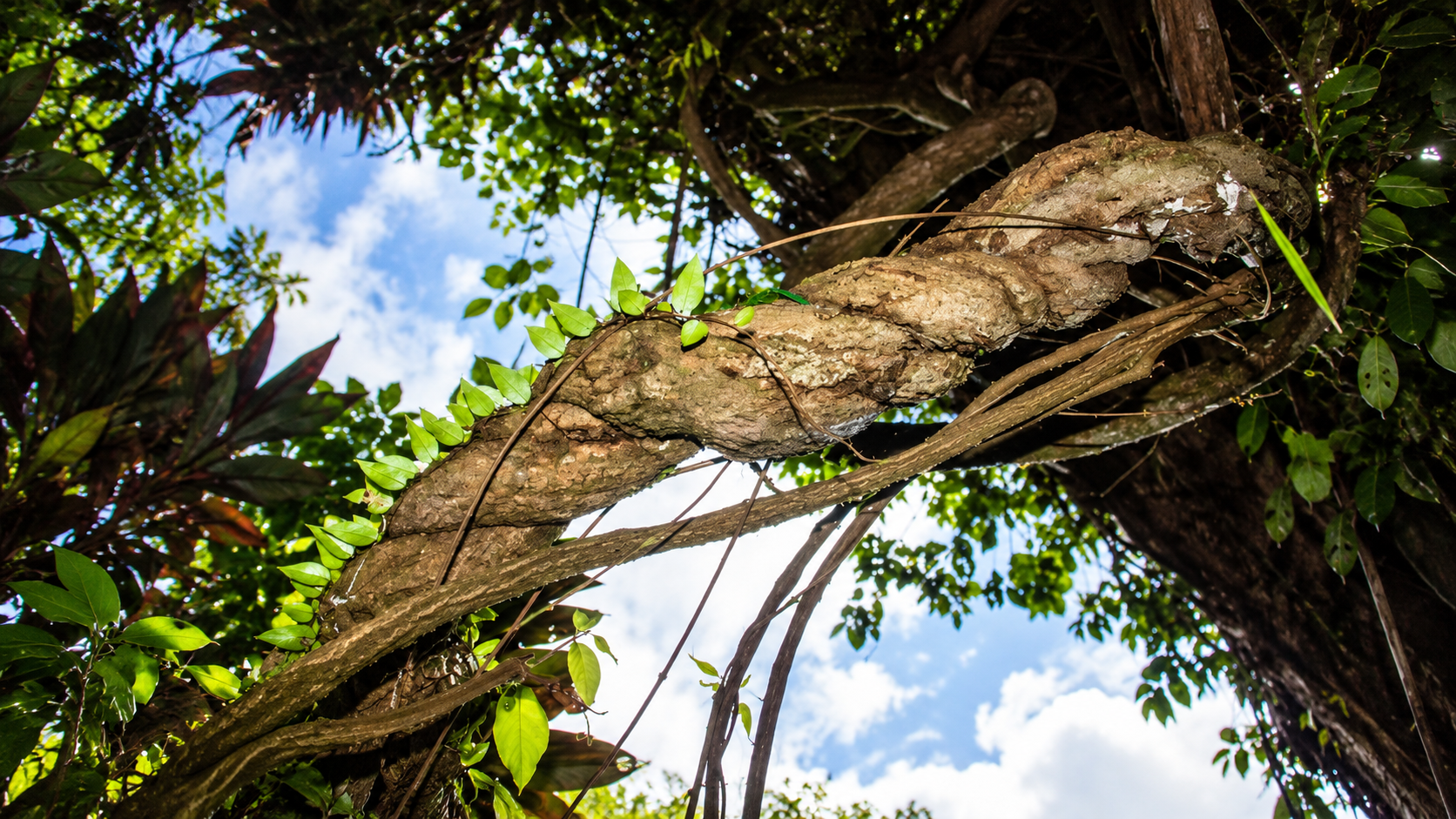 Banisteriopsis caapi vine, thick and twisting through the rainforest. Image by: Apollo (Flickr)