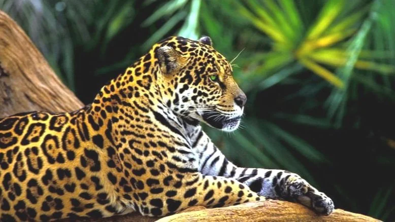 Jaguar lying on a tree branch with green foliage in the background.