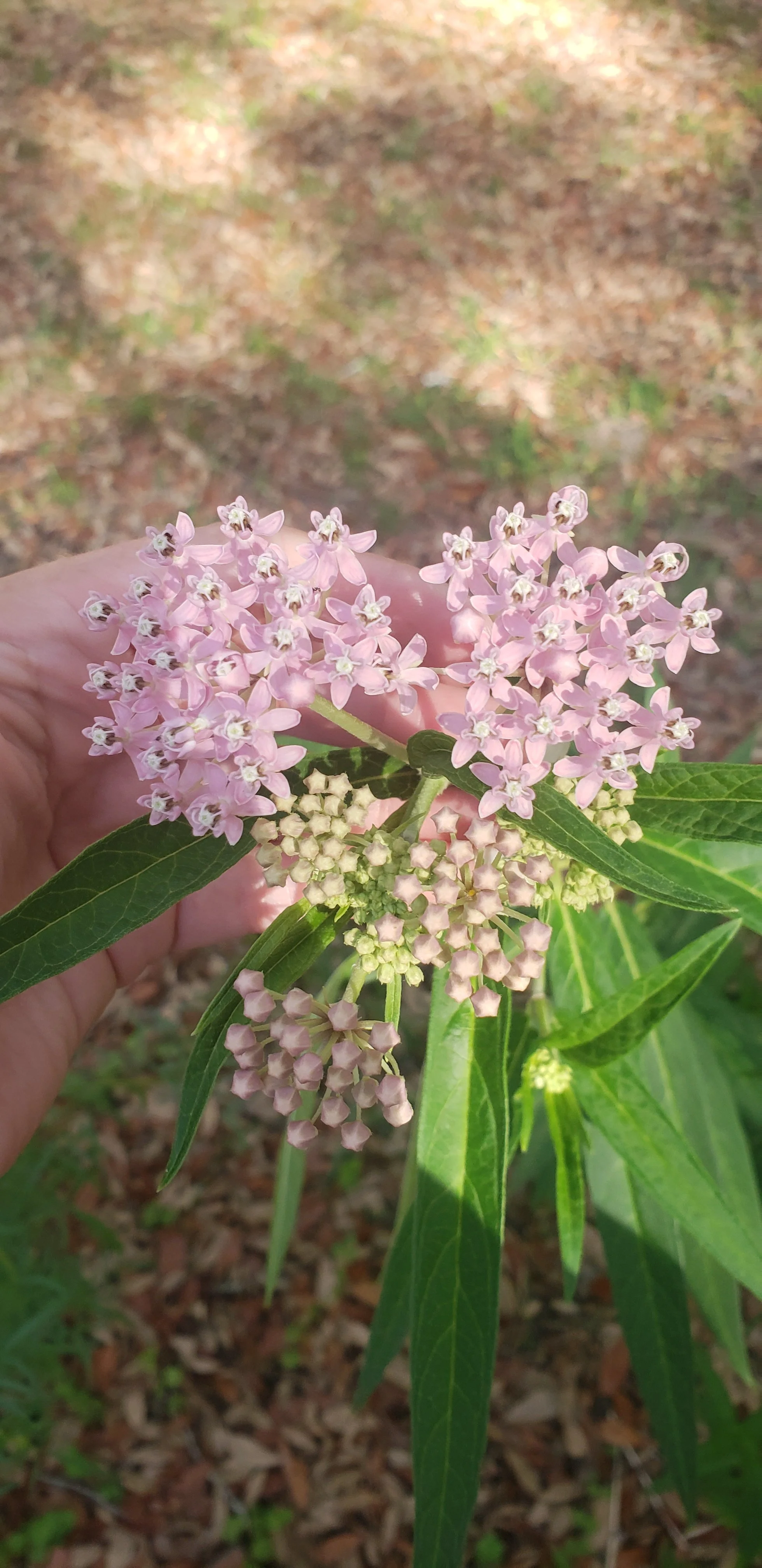 Pink/Rose/Swamp Milkweed