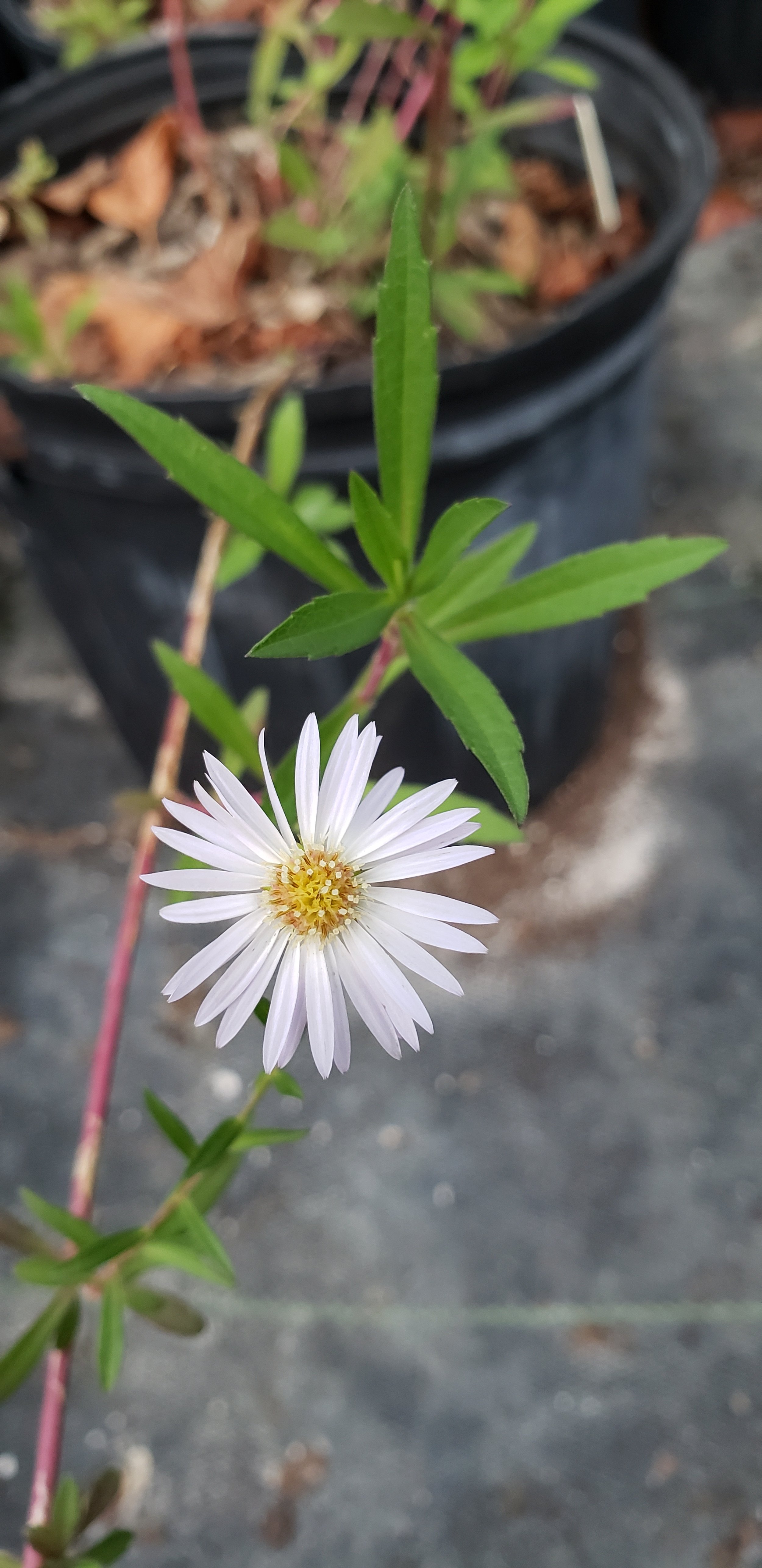 Bush Aster, Rice Button Aster