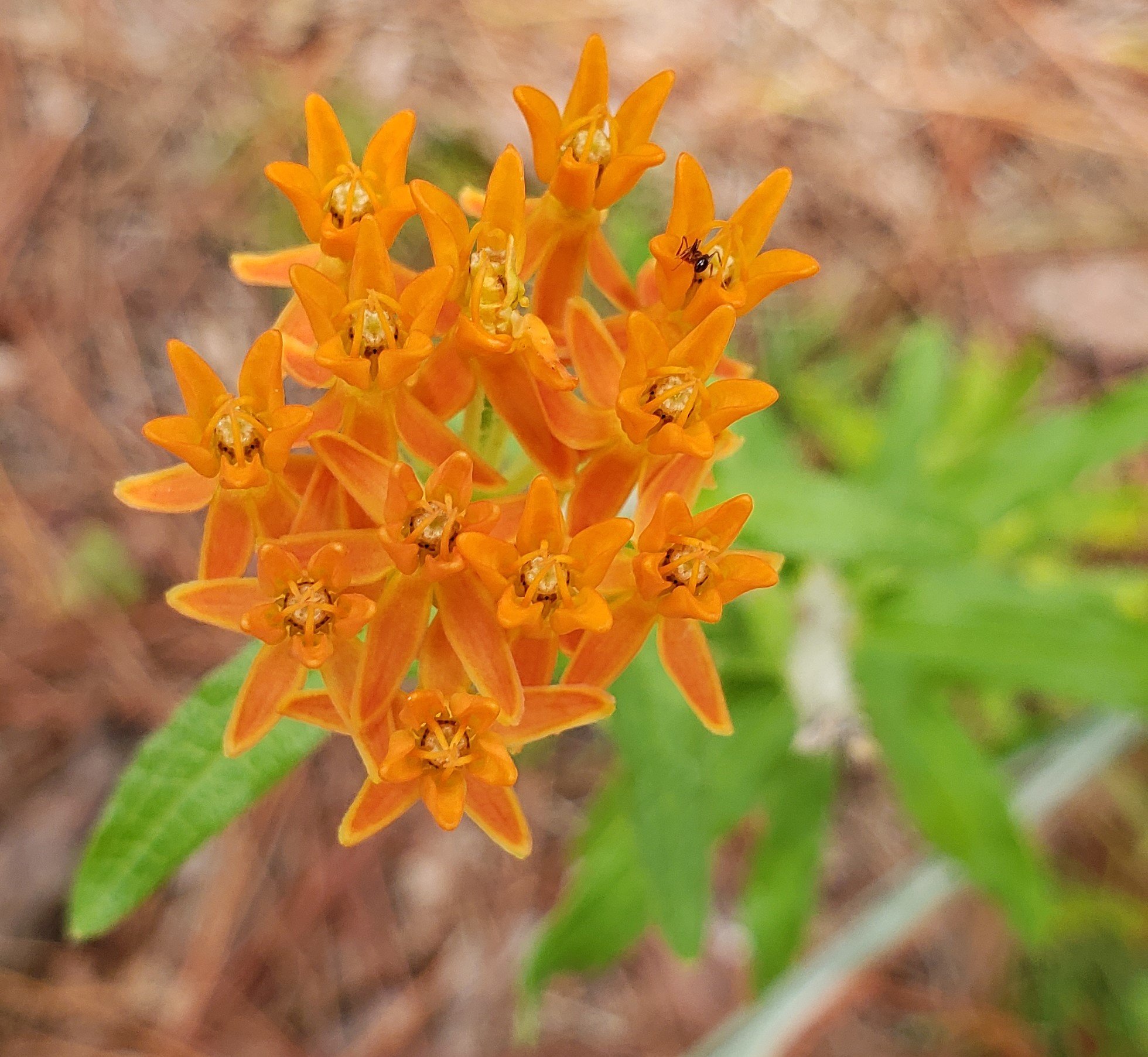 Orange Milkweed, Butterfly Weed