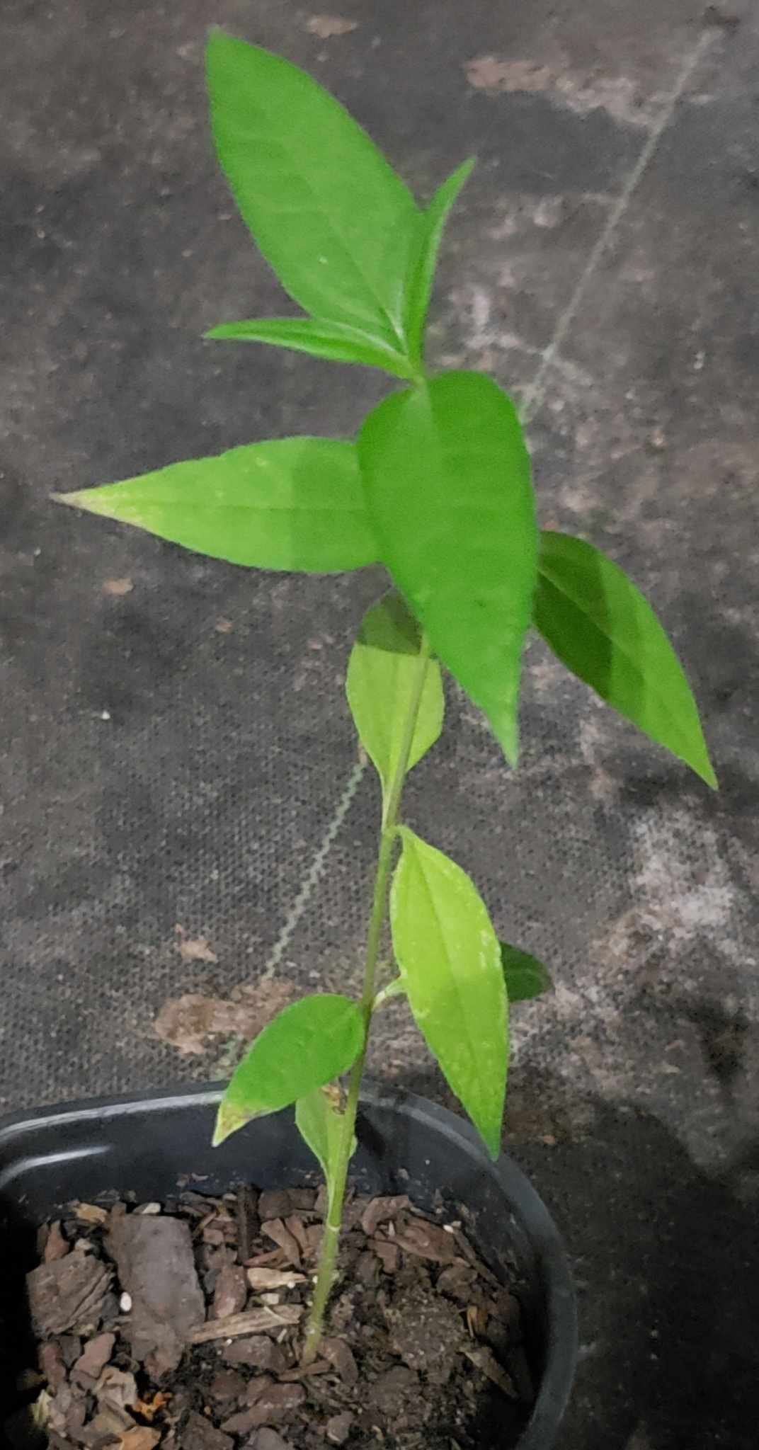 Paleleaf Woodland Sunflower