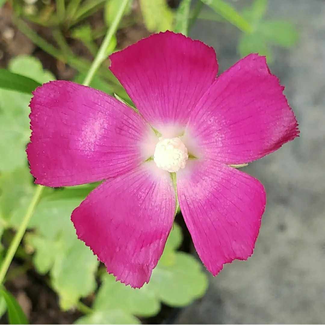 Woodland Poppymallow