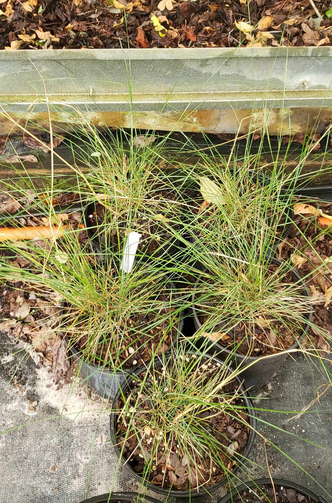 Blackseed Needlegrass