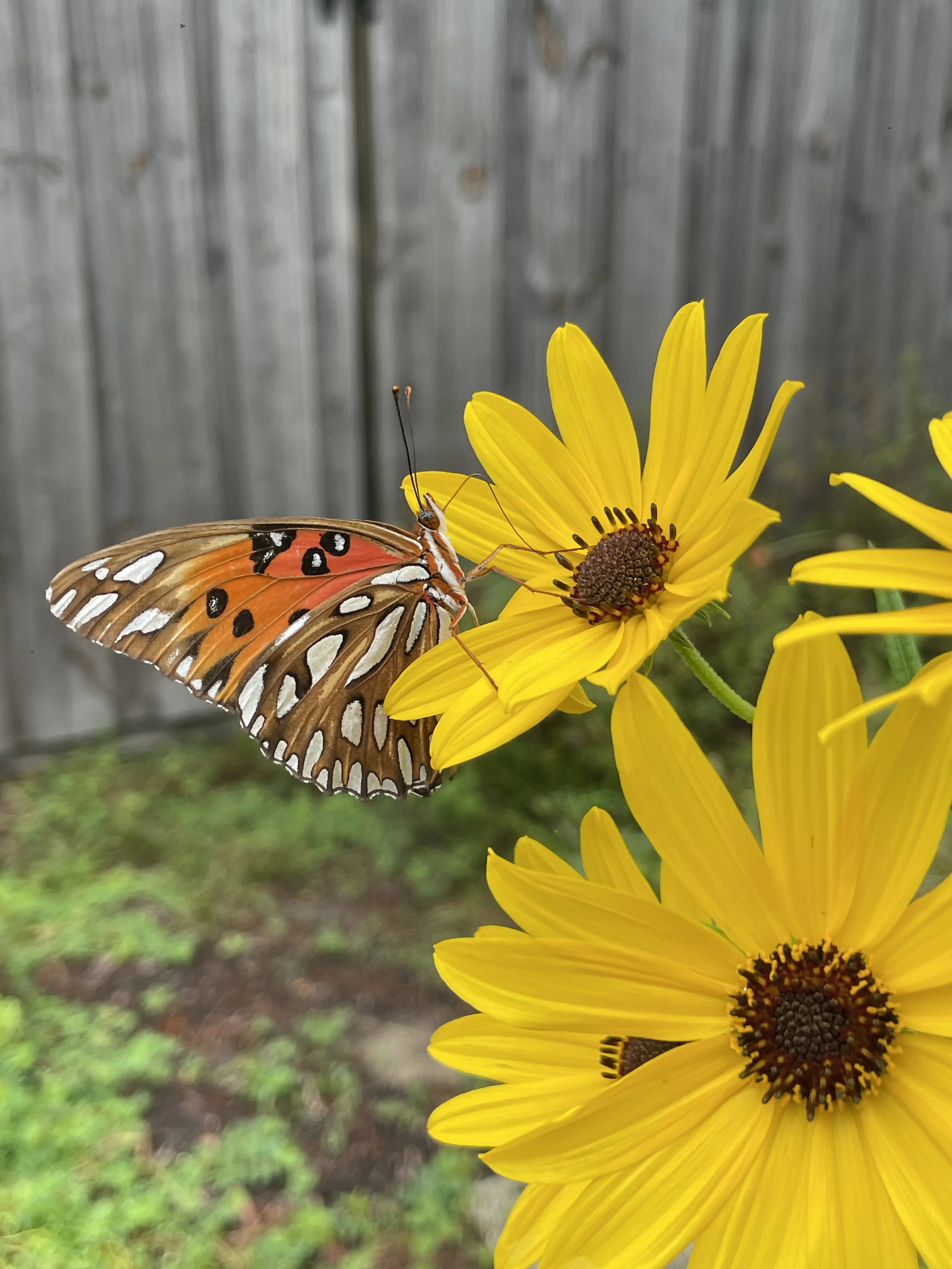 IMG_5682.jpeg