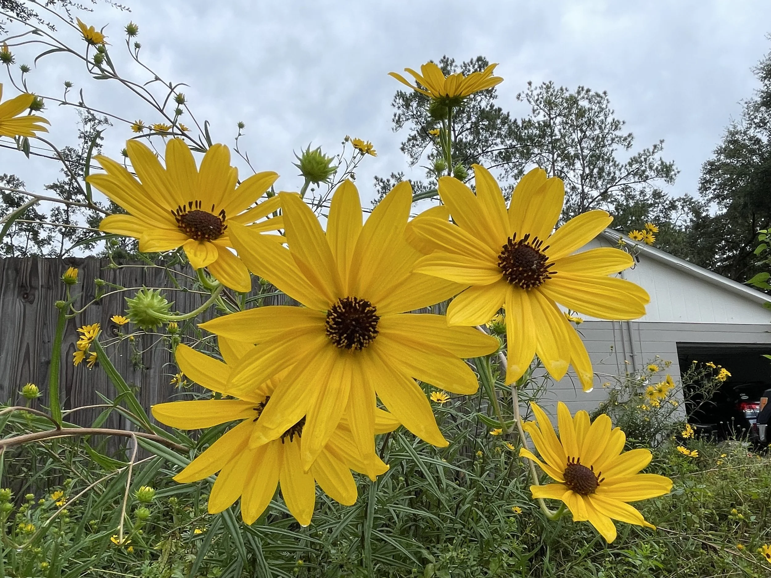 Swamp/Narrowleaf Sunflower