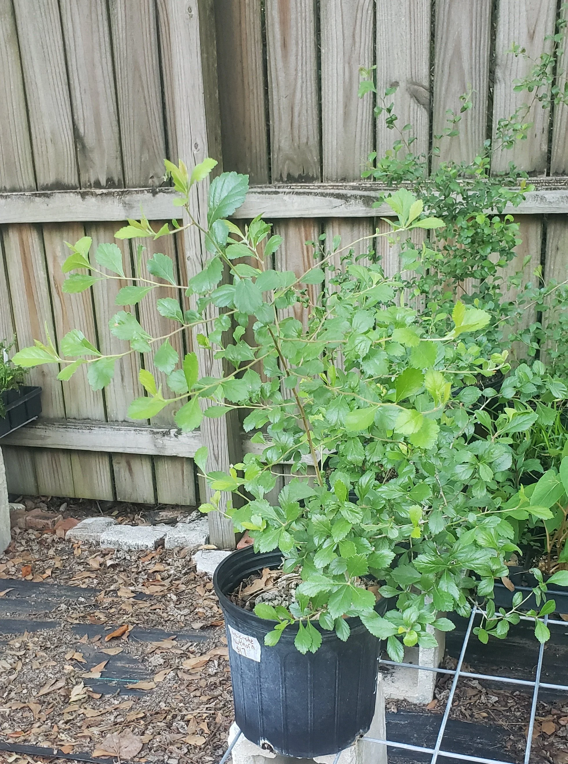 Mesic-Site Hawthorns