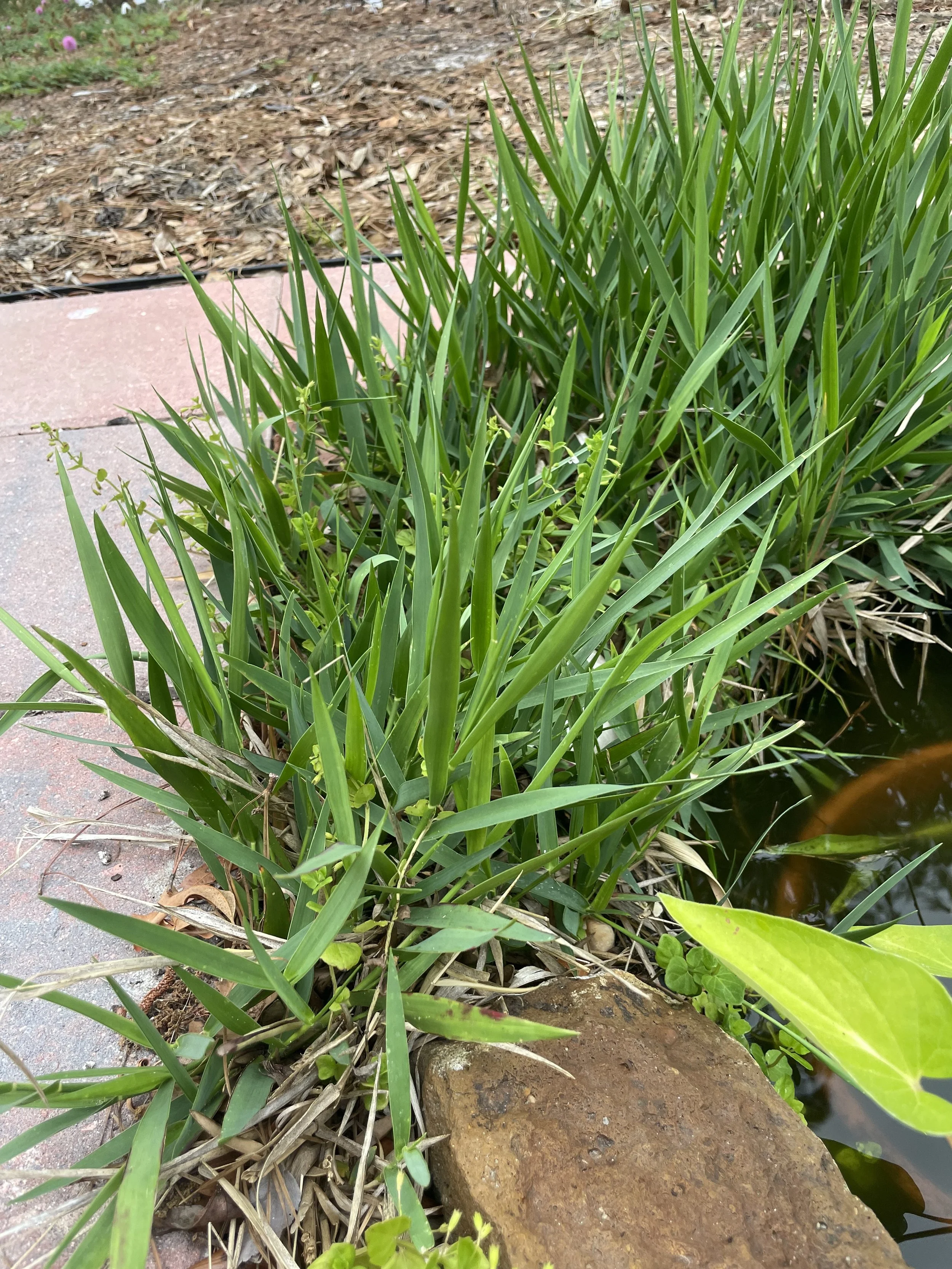 Blue Maidencane, Goobergrass