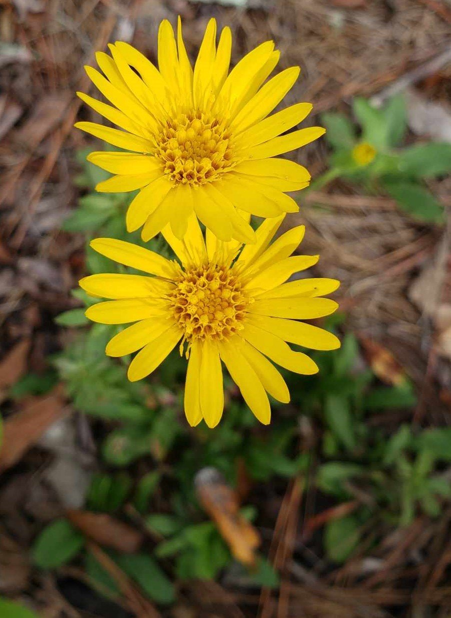 Maryland Goldenaster