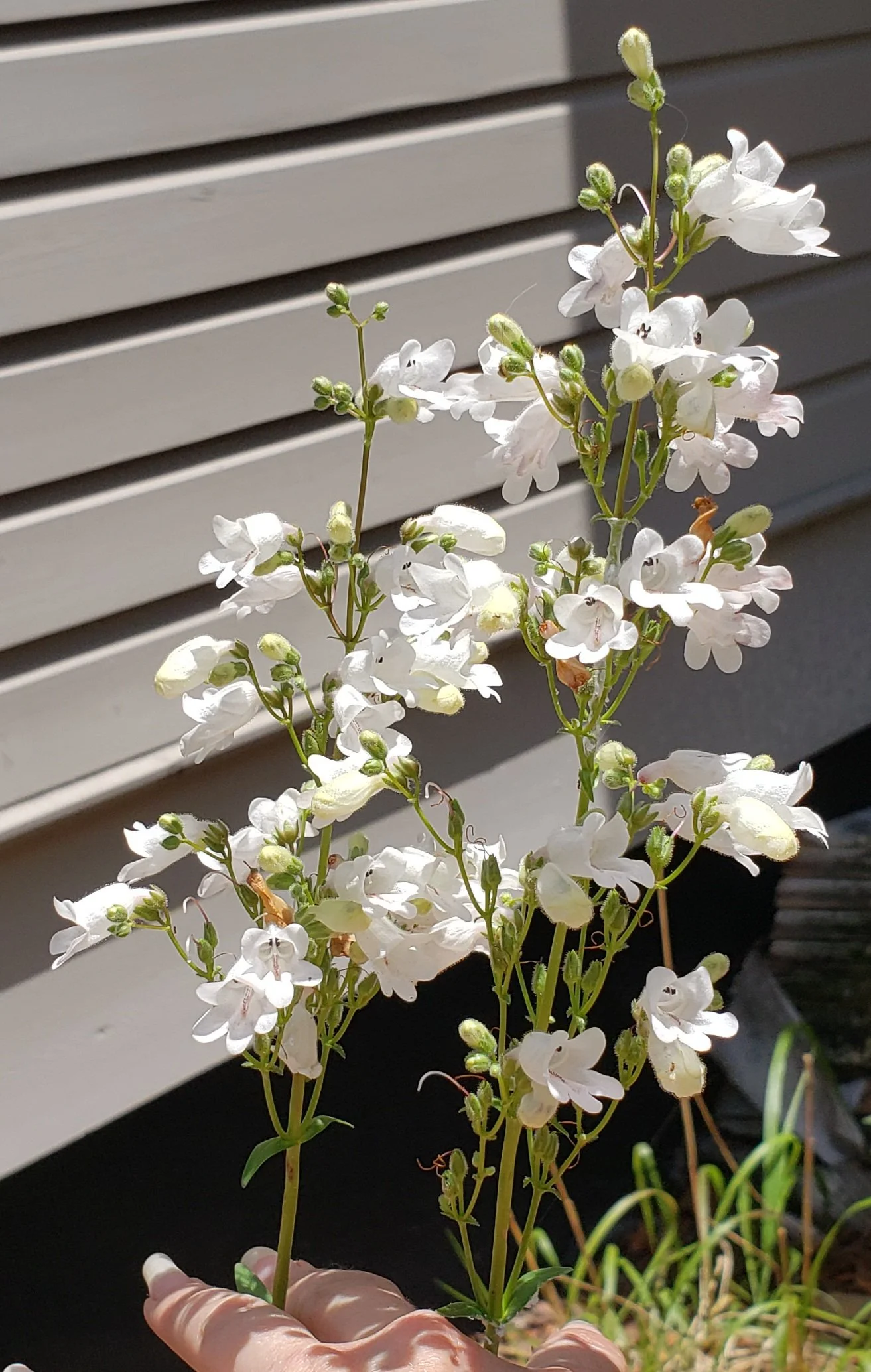 Manyflower Beardtongue