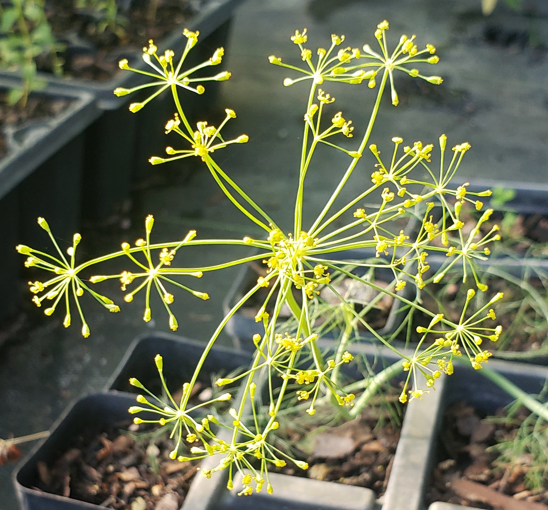 Dill