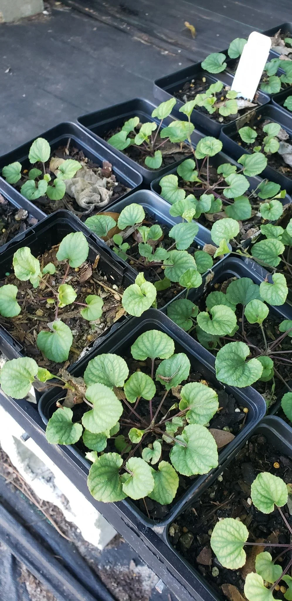 Viola walteri.jpg