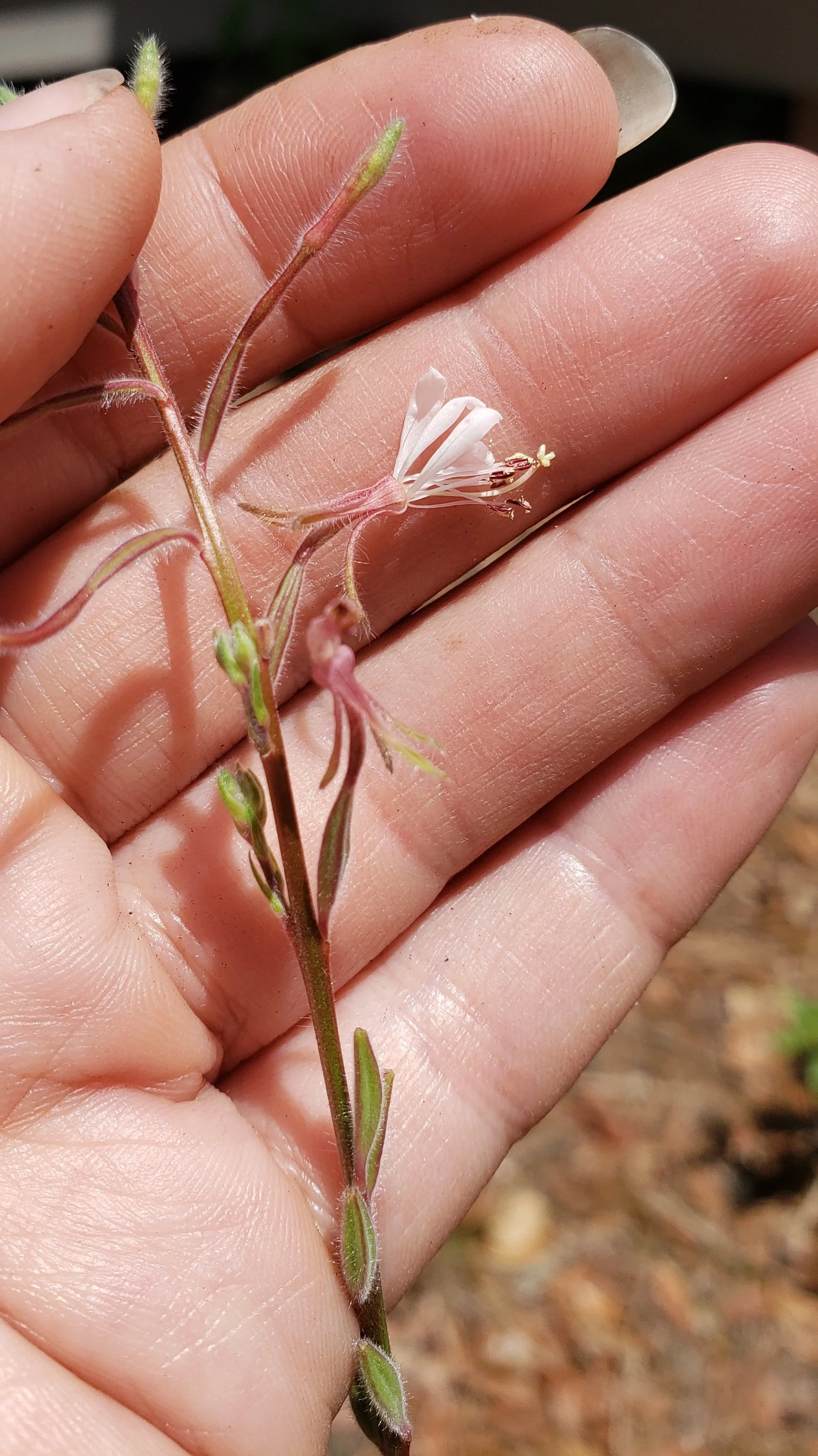 Southern Beeblossom