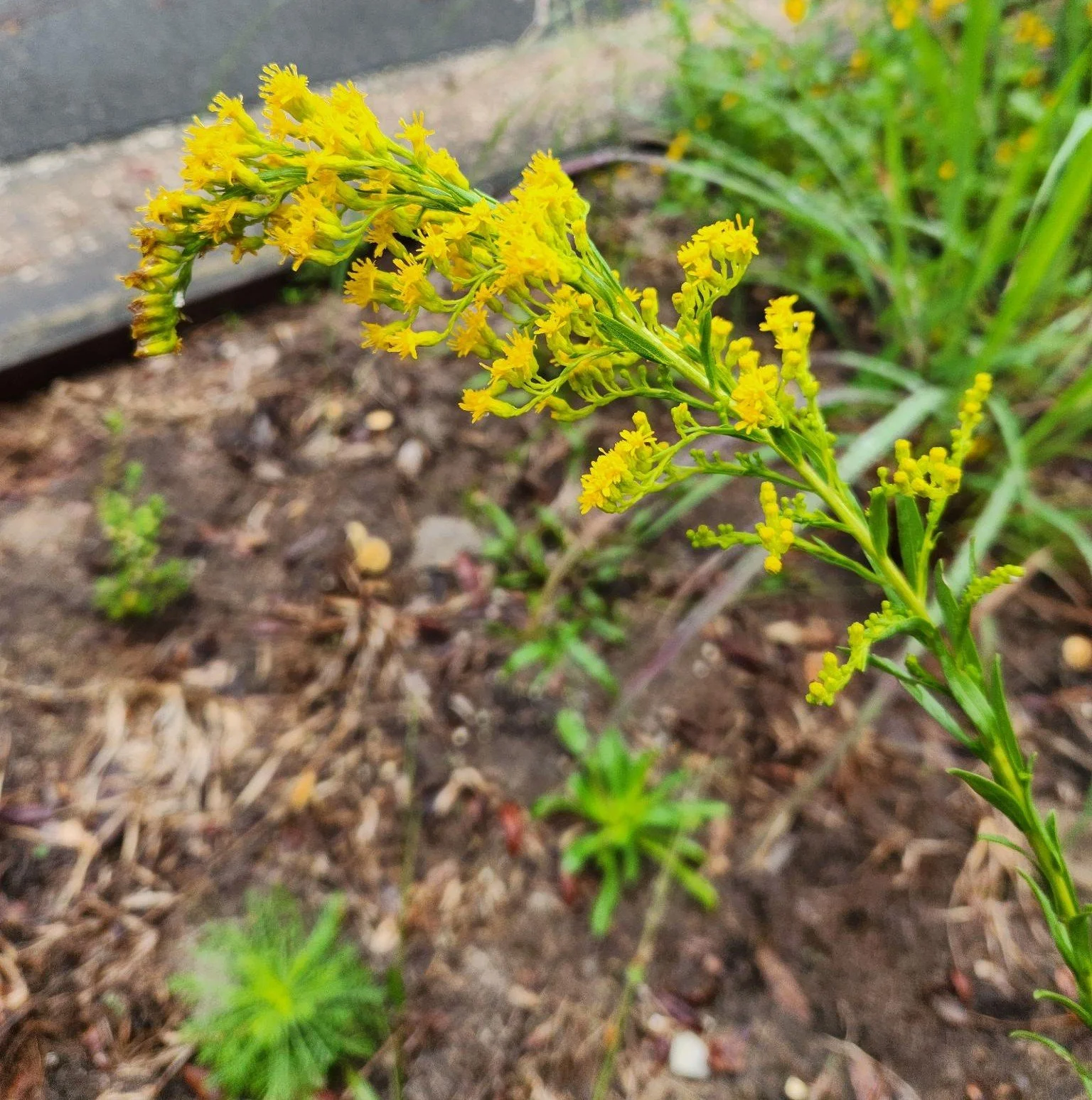 Seaside Goldenrod