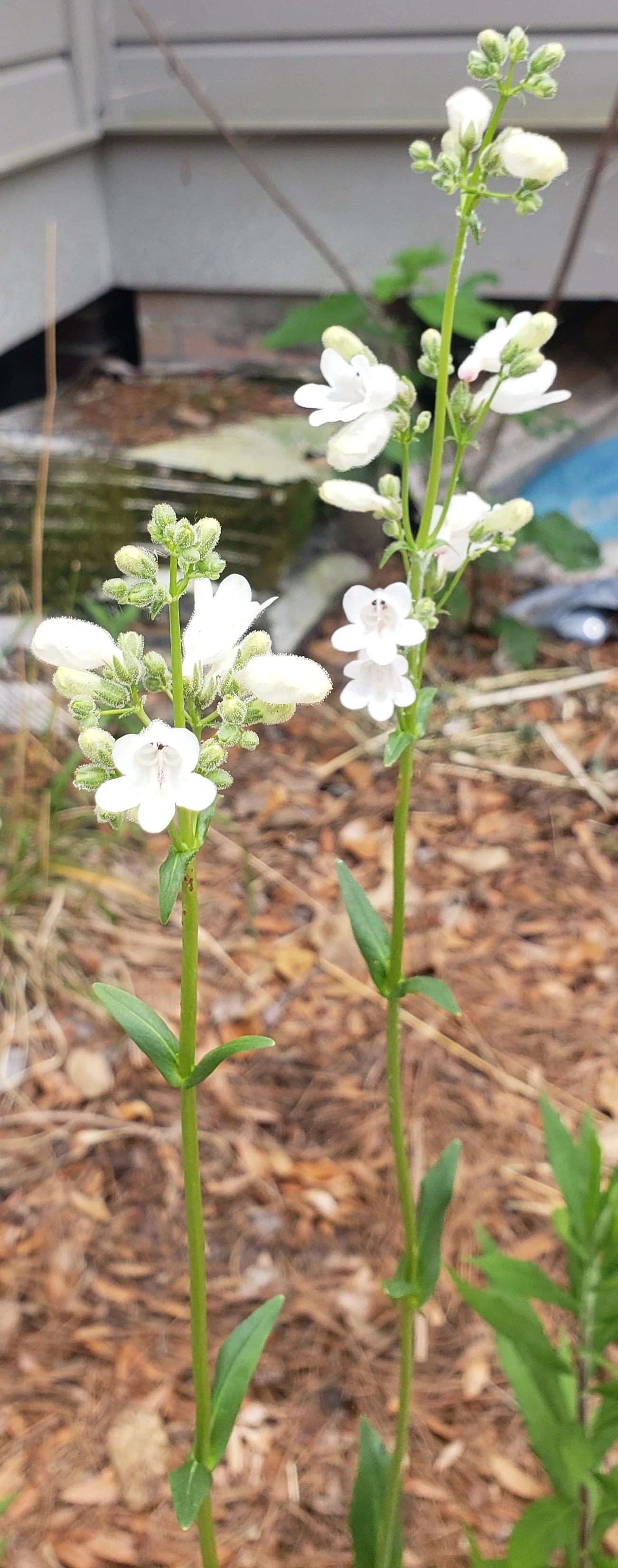 Manyflower Beardtongue