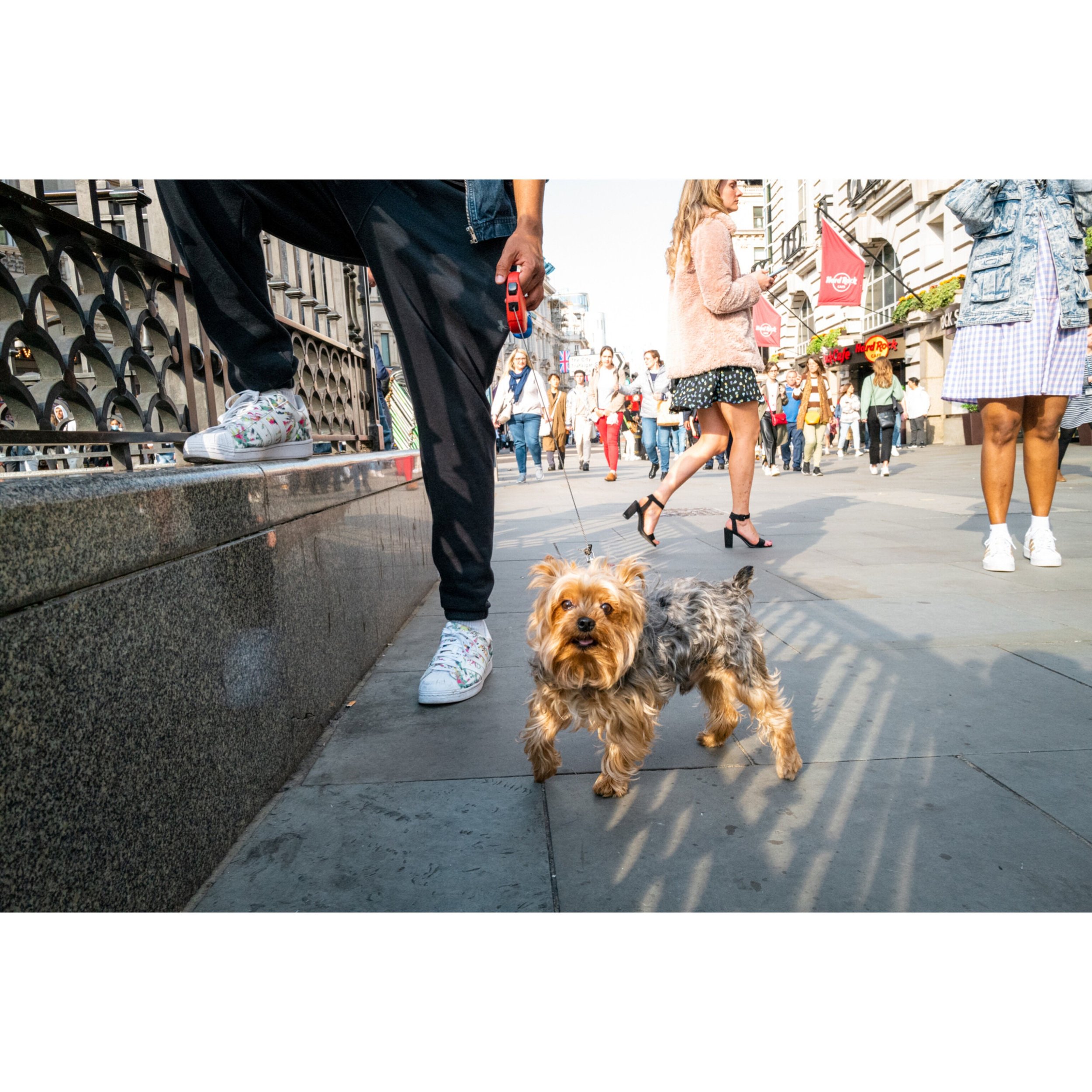 tiny dog example of Dogs on the Streets Zine by Abdullah Chakmakchi