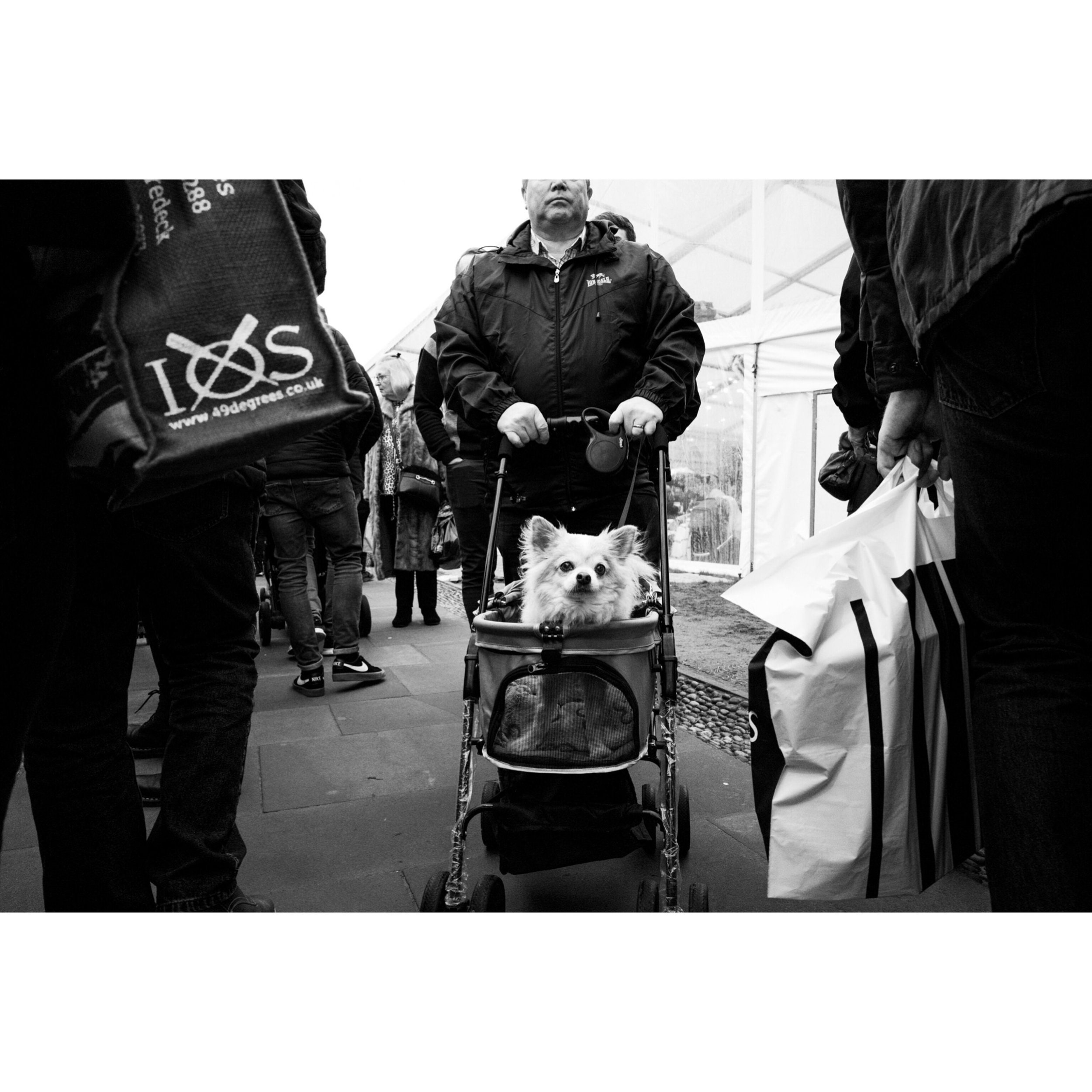 MaA dog in a dog push chair example of Dogs on the Streets Zine by Abdullah Chakmakchi