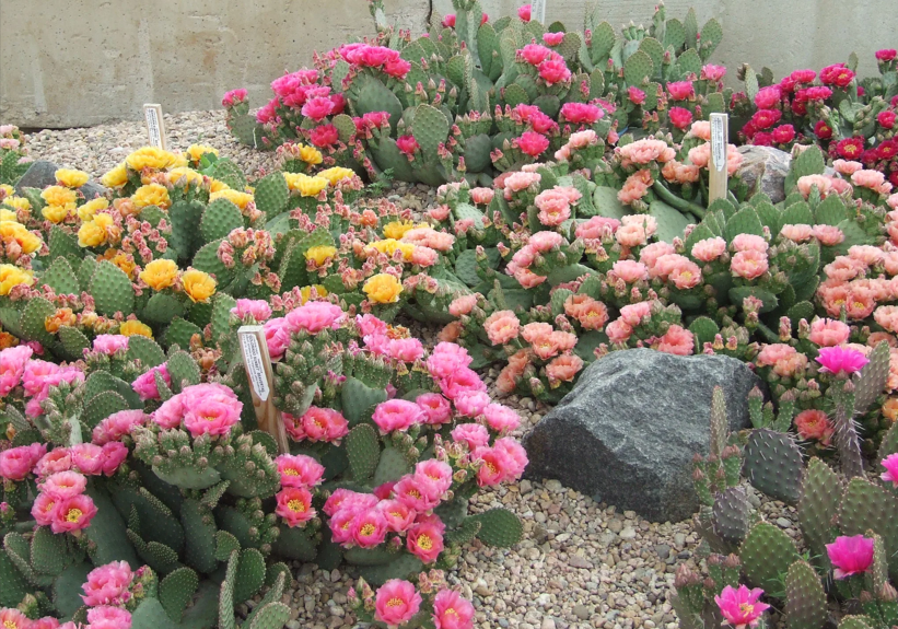 Blooming hardy prickly pear cacti