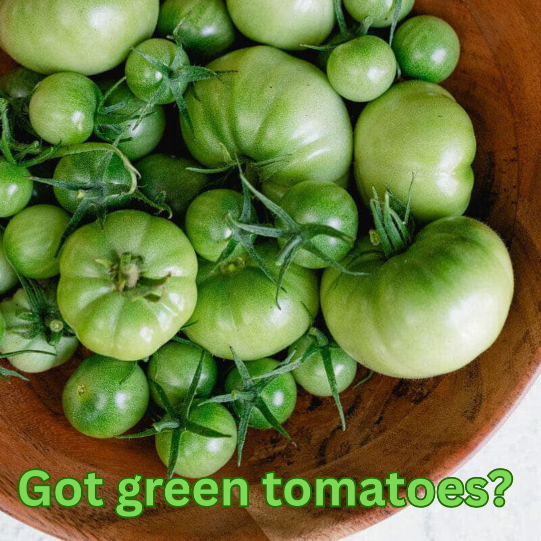 GREEN Tomato Processing Party