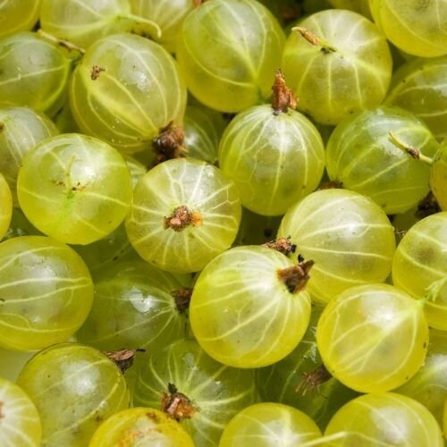 Gooseberry+Jewel.jpeg