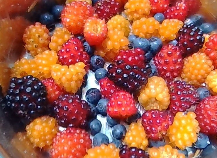 Berries from the Arctic region