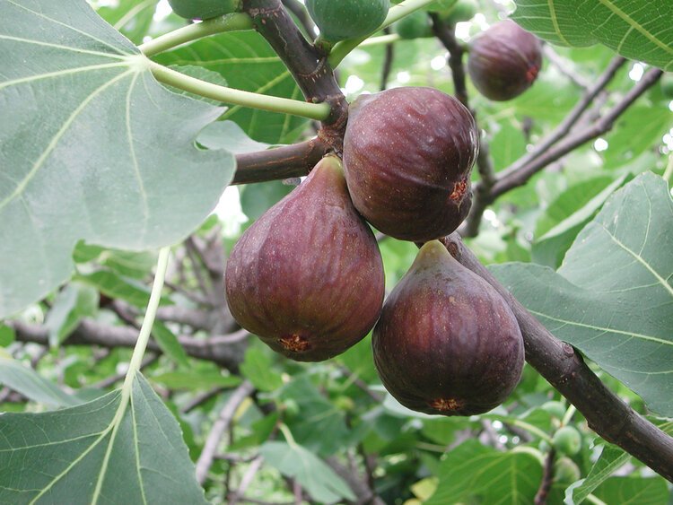 branch-of-Ficus-carica-with-ripe-figs.jpeg