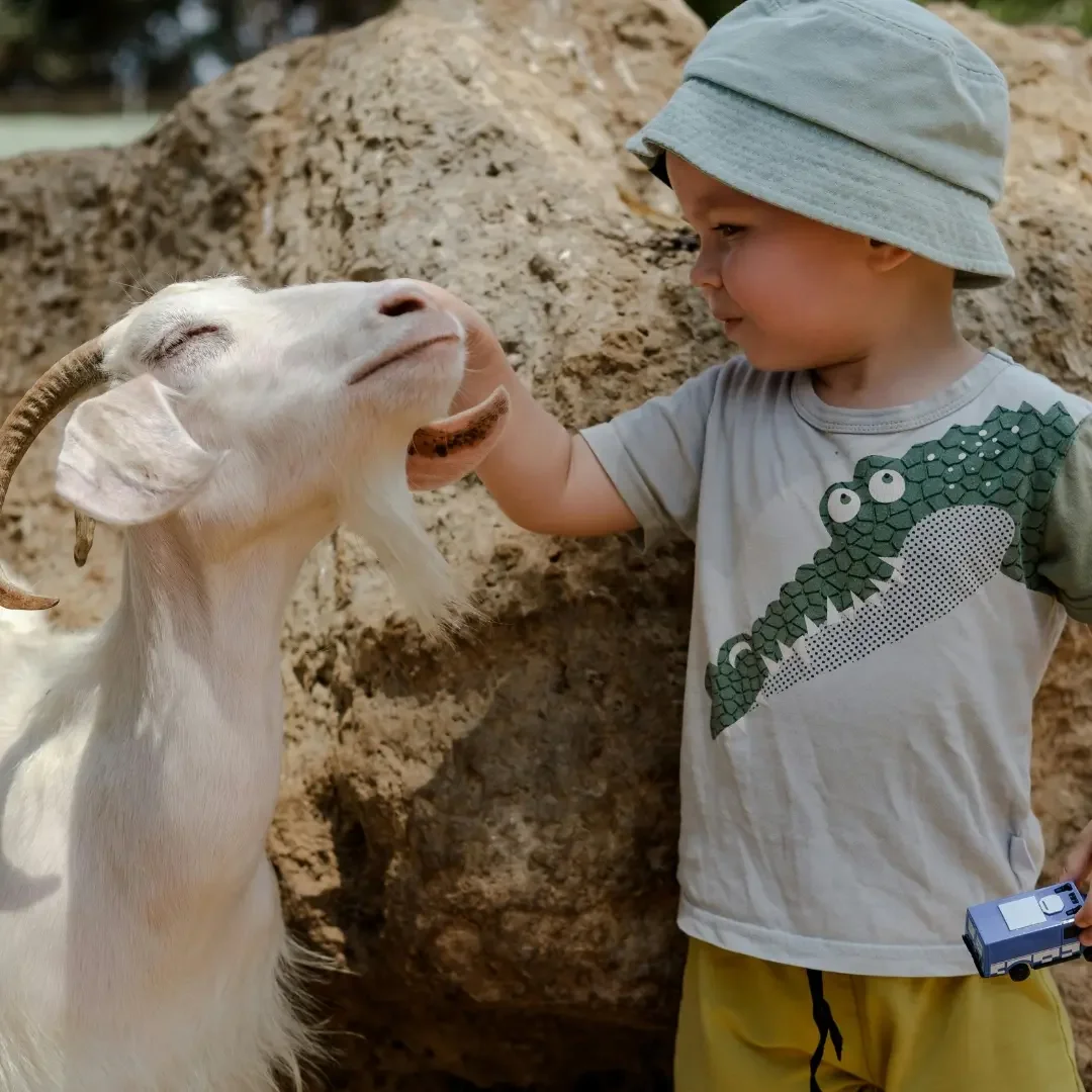 Petting-Zoo.webp