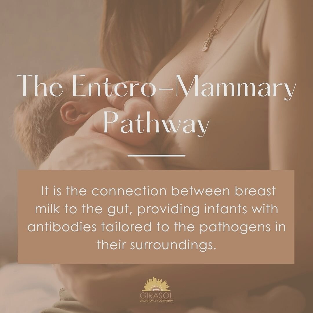 One of my favorite topics to discuss with families is the power of human milk to protect babies from infections.
How does this happen? When you are exposed to pathogens through the air or on surfaces, your body initiates an immune response to fend o