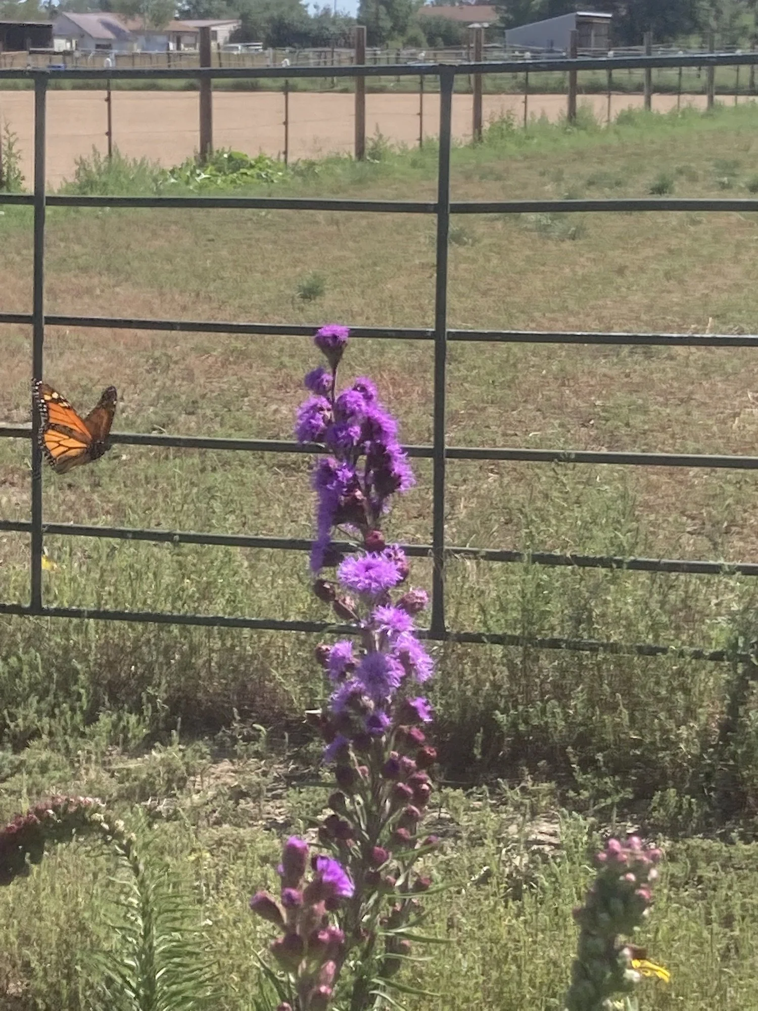 Liatris with Monarch slide photo copy.jpeg