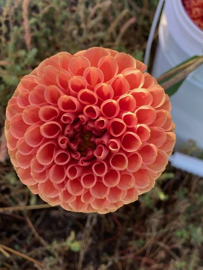 Cornel Dahlia 2.jpeg