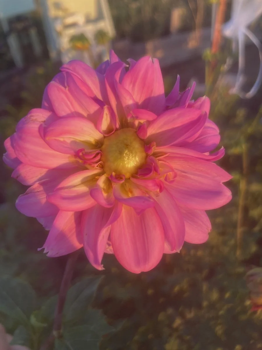 Bee's Choice Pink Dahlia in the golden hour.jpeg