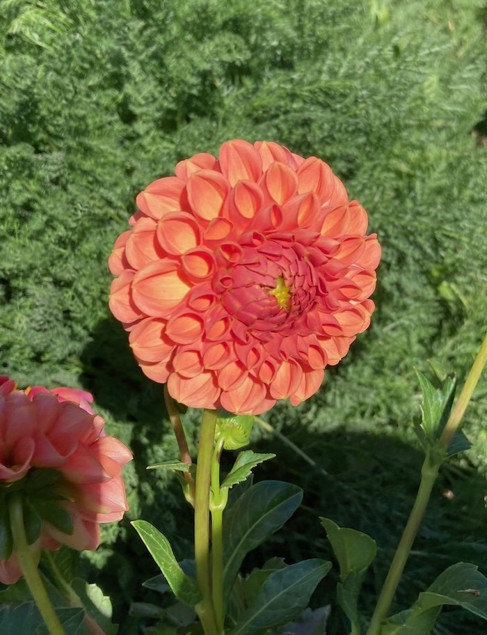 Cornel Dahlia 3.jpeg