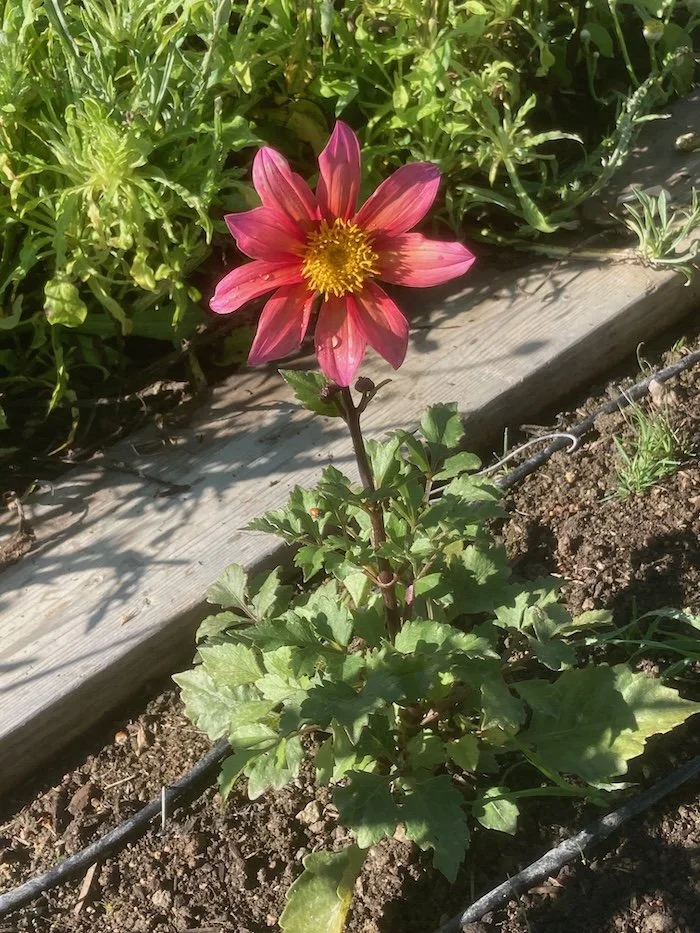 Bee's Choice Dahlia.jpeg