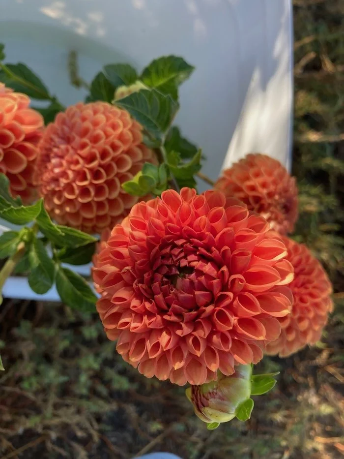 Cornel Dahlia 1.jpeg