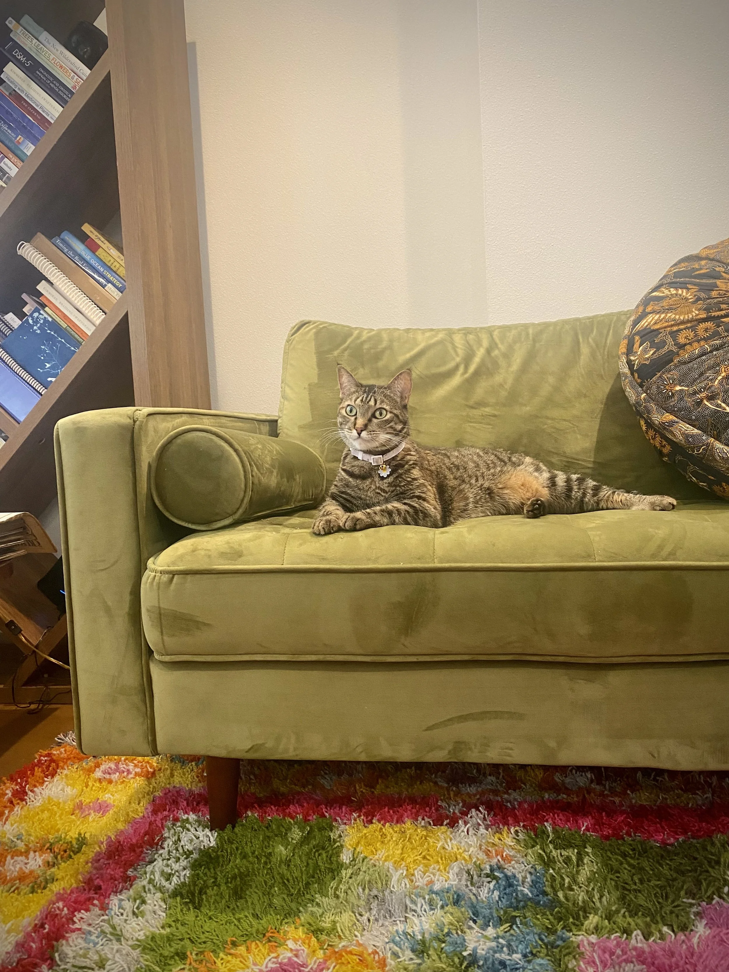 Tabby cat lying on a green velvety couch, colorful shag rug, bookshelves with books in the background.