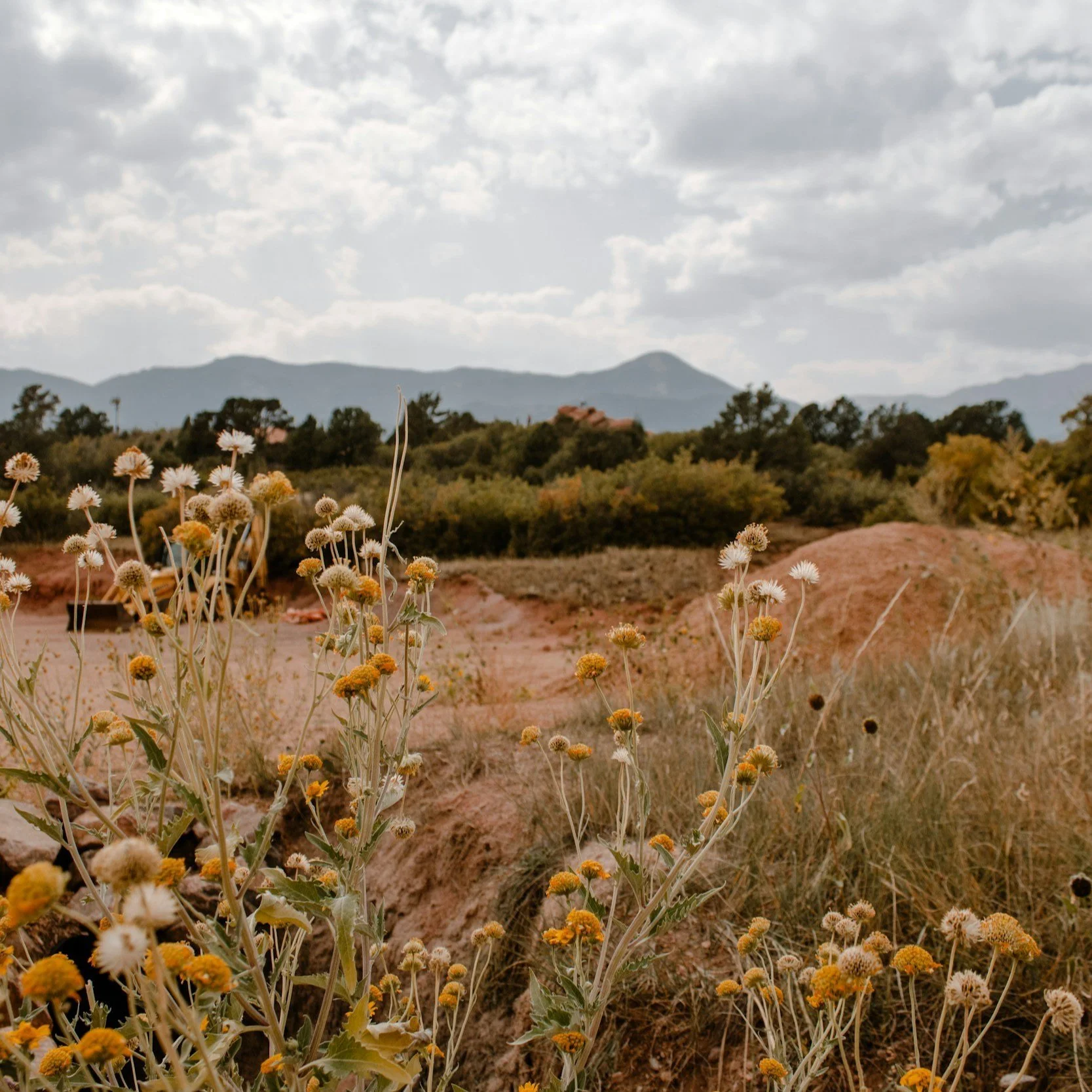 Wildflower field with mountains in the background under cloudy sky.