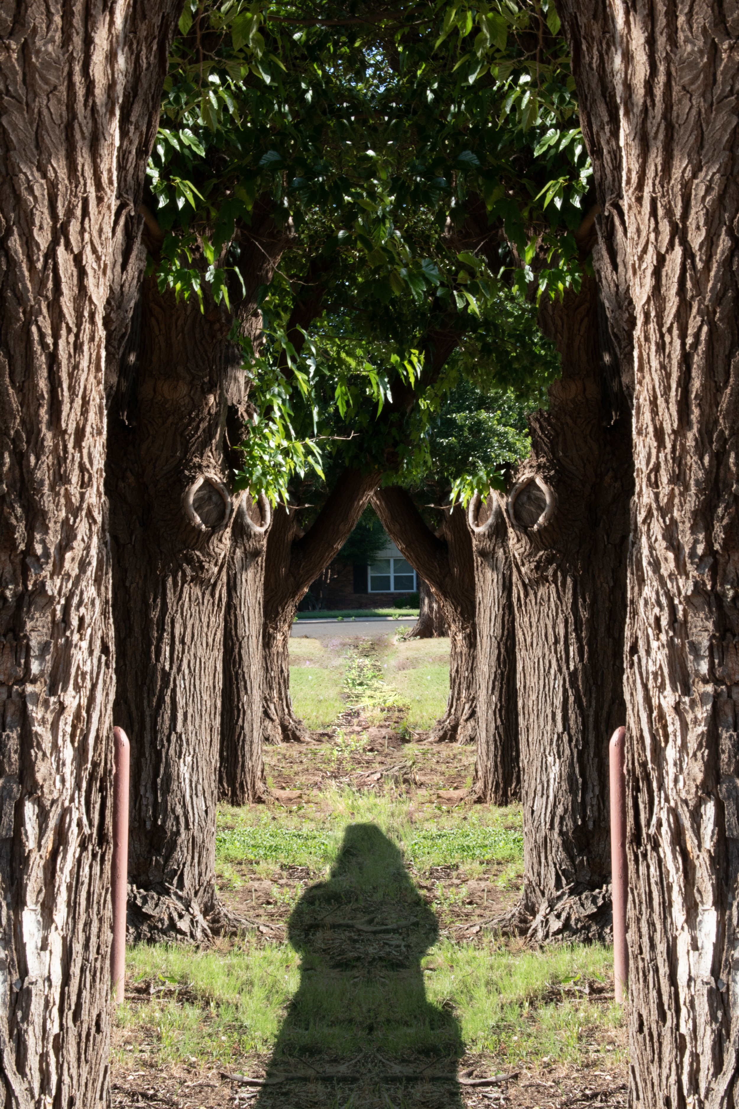 Tree Path, 2023
Digital Photograph Collage