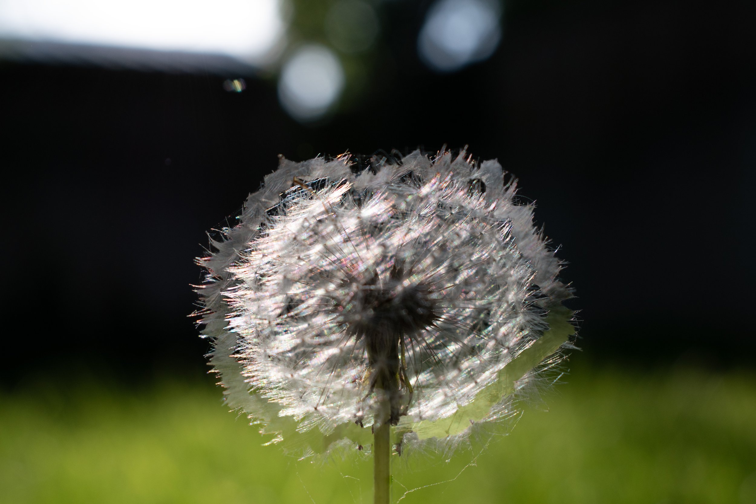 Dandelion in the Sun, 2023
Digital Photograph Collage
