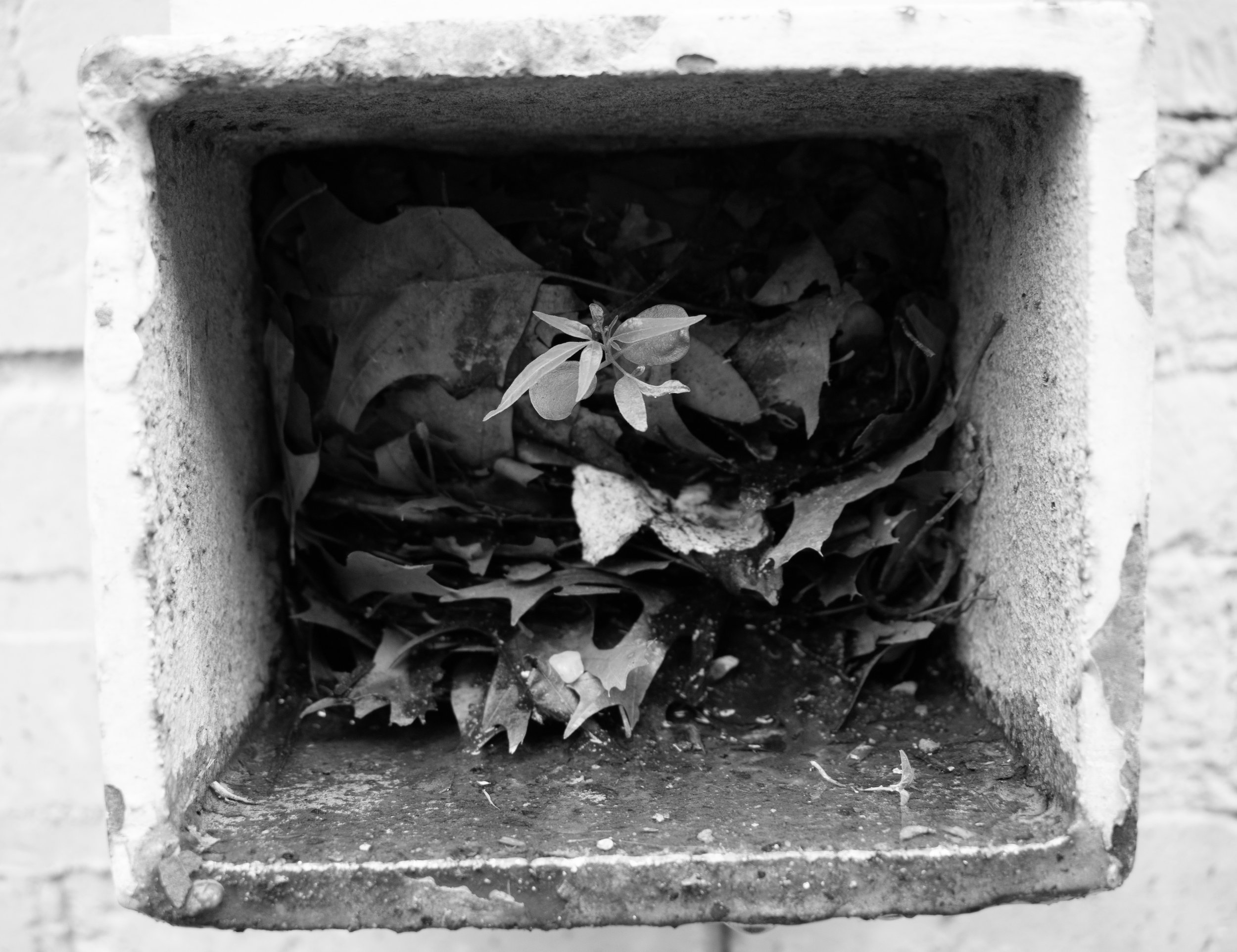 Life in the Drain, 2023
Digital Photograph