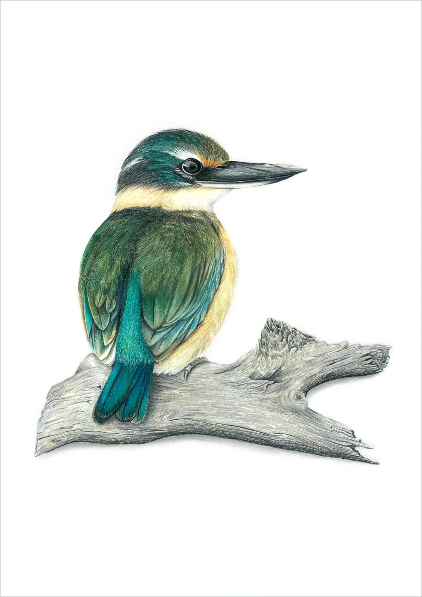 MB-PencilKingfisher-Website.jpg