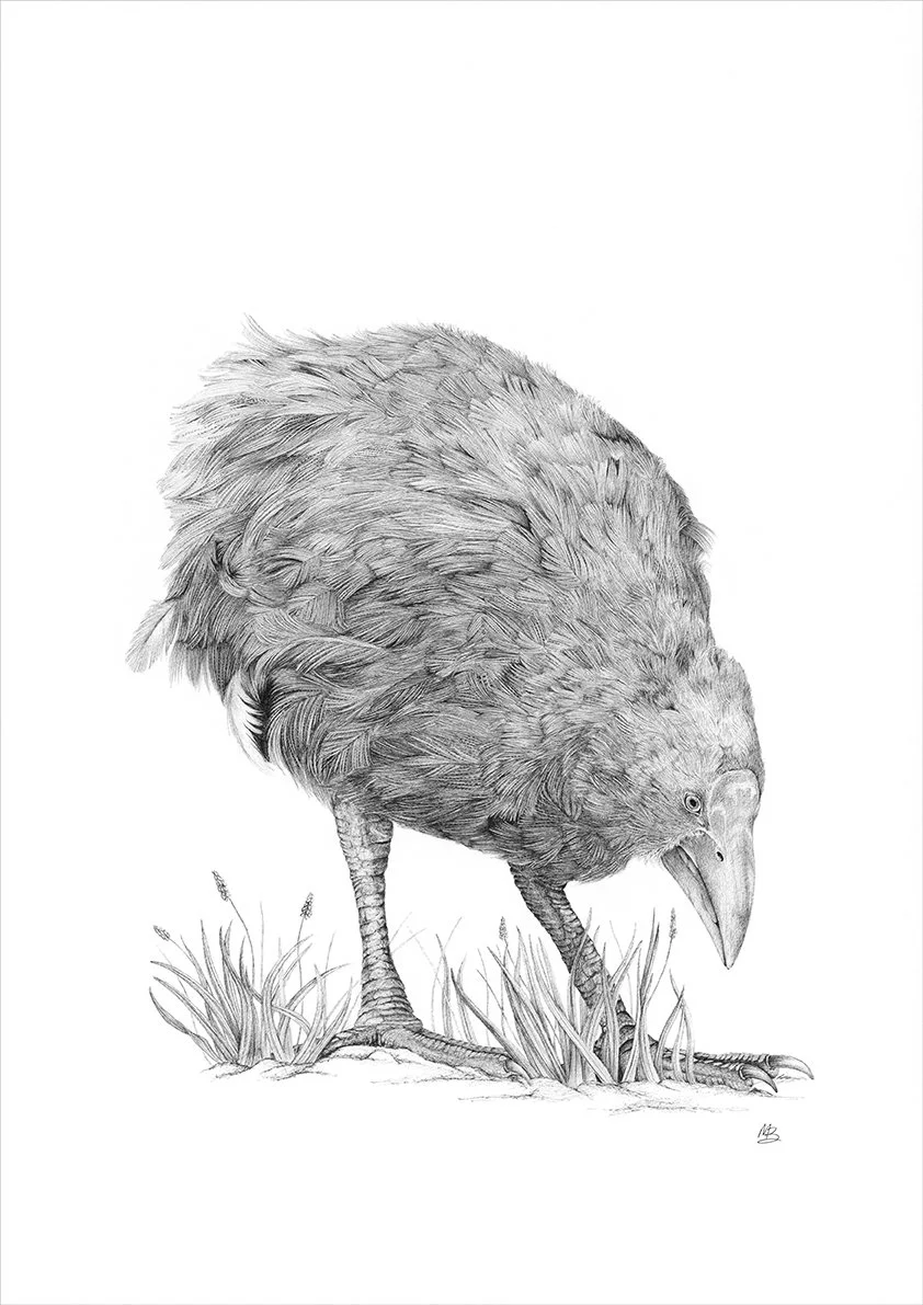 MB-TakaheOfKapiti-WEB.jpg