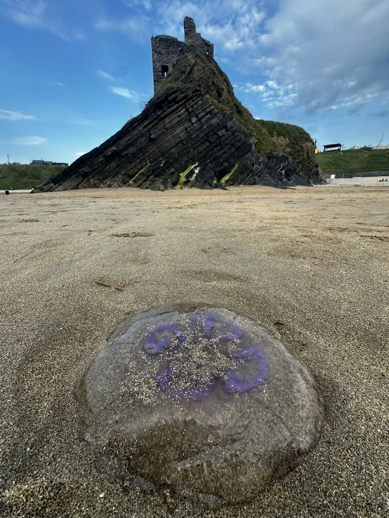Jellyfish on the beach near coastal ruins